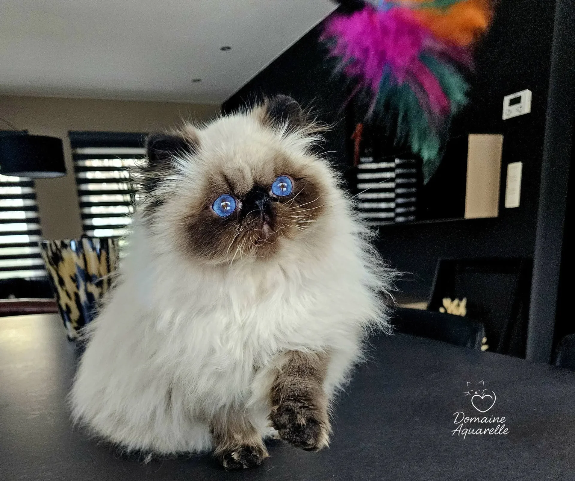 Lignées prestigieuses persan colourpoint yeux bleus