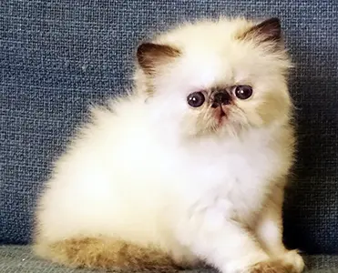 exotic longhair colourpoint : mariage entre un exotic et une femelle persan