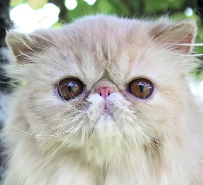 chats exotic et persans en Haute-Savoie